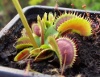 Vénusz légycsapója (Dionaea muscipula clone k1) - Forrás: http://vizi-husevonoveny.hu/