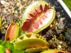 Vénusz légycsapója (Dionaea muscipula Fused) - Forrás: http://vizi-husevonoveny.hu/