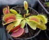 Vénusz légycsapója (Dionaea muscipula fine tooth x red) - Forrás: http://vizi-husevonoveny.hu/