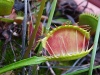 Vénusz légycsapója (Dionaea muscipula cross teeth) - Forrás: http://vizi-husevonoveny.hu/