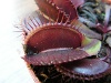 Vénusz légycsapója (Dionaea muscipula Red dragon) - Forrás: http://vizi-husevonoveny.hu/