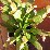 Karácsonyi kaktusz (novenytar.krp.hu) -small