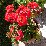 Muskátli (piros)- Pelargonium (novenytar.krp.hu) -small