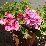 Muskátli (pink)- Pelargonium (novenytar.krp.hu) -small