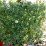 Golgotavirág - Passiflora 1 (novenytar.krp.hu) -small