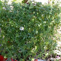 Golgotavirág - Passiflora 1 (novenytar.krp.hu)