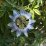 Golgotavirág - Passiflora 4 (novenytar.krp.hu) -small