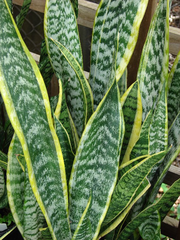 Mother In Law S Tongue Snake Plant Care Propagation Diseases,Why Is My Fish Tank So Cloudy