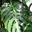 Könnyezőpálma (filodendron) levele - Monstera deliciosa (novenytar.krp.hu) - Forrás: http://www.wikipedia.org/ -small