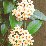 Viaszvirág, porcelánvirág, viaszszőlő - Hoya (novenytar.krp.hu) - Forrás: http://hu.wikipedia.org/ -small