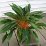 Green Orange növény - Chlorophytum orchidastrum (novenytar.krp.hu) - Forrás: http://www.ceres.ee/ -small