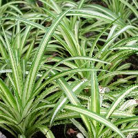 Csokrosinda - Chlorophytum comosum (novenytar.krp.hu) - Forrás: http://www.gamtininkai.lt/