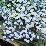 Lobélia fehér, kék - Lobelia erinus (novenytar.krp.hu) - Forrás: http://www.vanmeuwen.com/ -small