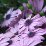 Cseppecskevirág lila - Osteospermum ecklonis (novenytar.krp.hu) -small