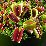 Vénusz légycsapója (Dionaea muscipula) (novenytar.krp.hu) Forrás: http://www.cascadecarnivores.com/ -small