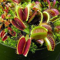 Vénusz légycsapója (Dionaea muscipula) (novenytar.krp.hu) Forrás: http://www.cascadecarnivores.com/
