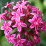 Egyiptomi csillagcsokor pink virágai - Pentas lanceolata (novenytar.krp.hu) - Forrás: http://www.flickr.com/photos/petrichor/ -small
