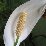 Vitorlavirág 2 - Spathiphyllum (novenytar.krp.hu) - Forrás: http://picasaweb.google.com/gaalanita81 -small
