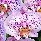 Orchidea - pöttyös - Forrás: flickr.com - arild_storaas -small