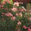 Leander - Nerium Oleander - rózsaszín -small