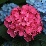 Hortenzia virág piros, kék -small