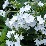 Hortenzia virág fehér -small
