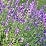 Levendula (lavandula) virága, szára -small