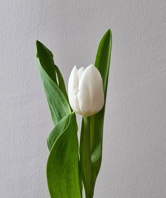 tulip white in a vase