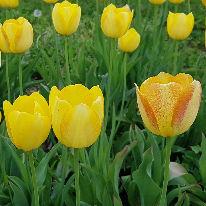 tulip yellow in the garden